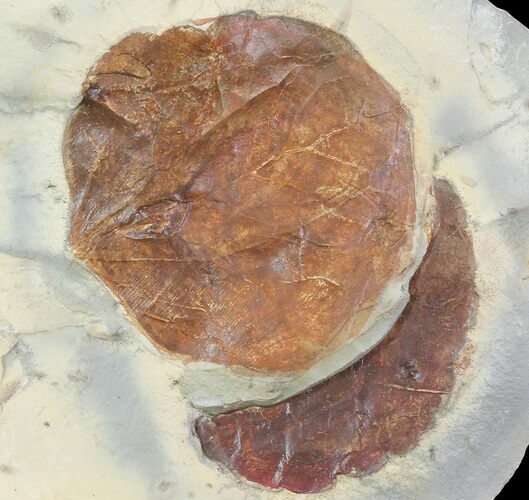 Detailed Fossil Leaf (Zizyphoides) - Montana #68303